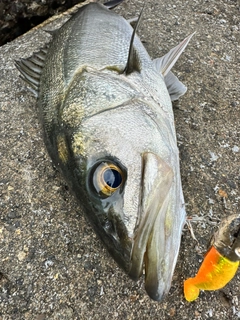 スズキの釣果