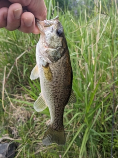 ラージマウスバスの釣果