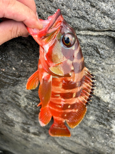 アカハタの釣果