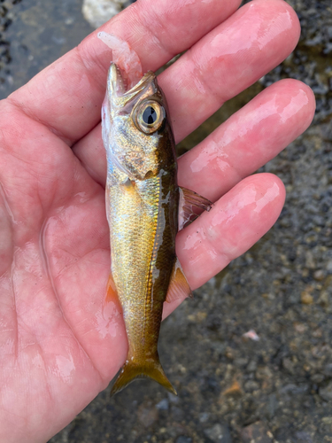 ムツの釣果