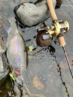 ニジマスの釣果