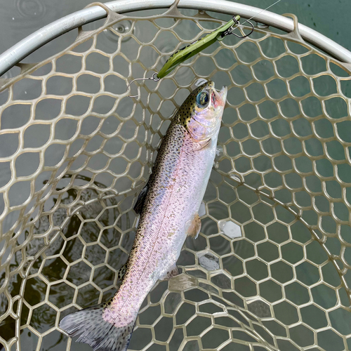 ニジマスの釣果