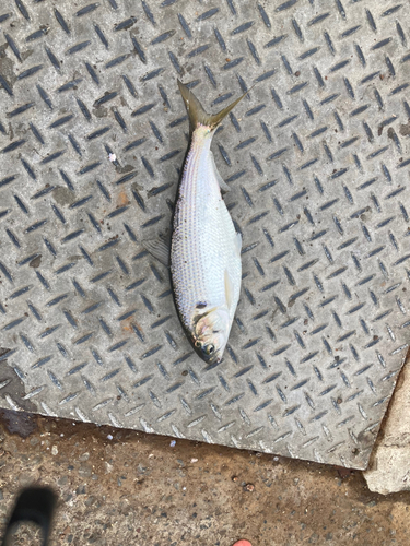 コノシロの釣果