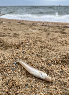 シロギスの釣果