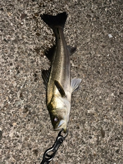 スズキの釣果