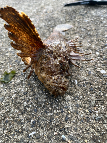 オニオコゼの釣果