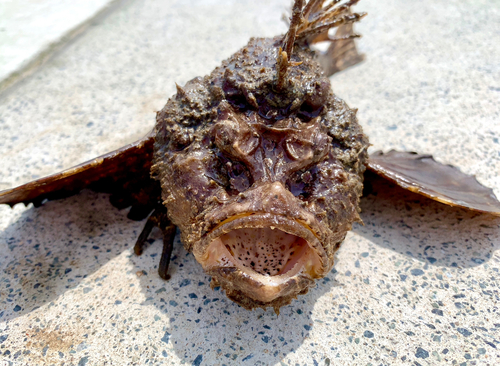 オニオコゼの釣果