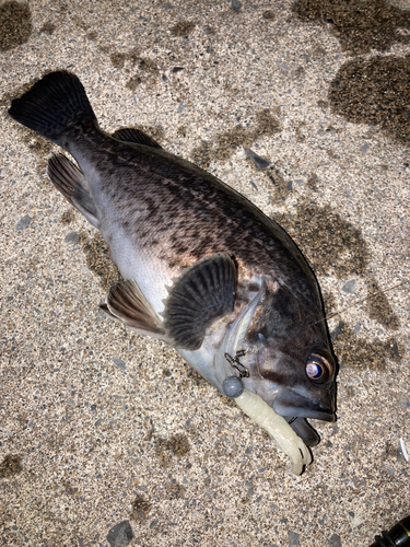 ソイの釣果