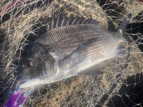 チヌの釣果