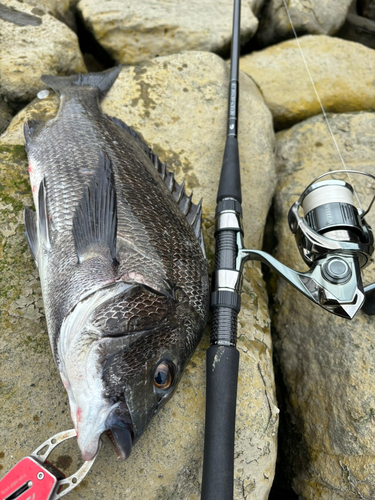 クロダイの釣果