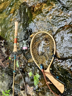 ヤマメの釣果