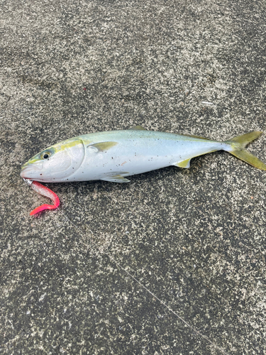 イナダの釣果