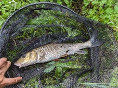 ニゴイの釣果