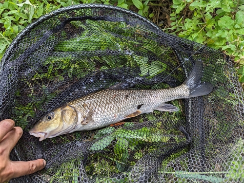 ニゴイの釣果