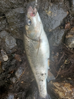 ウグイの釣果