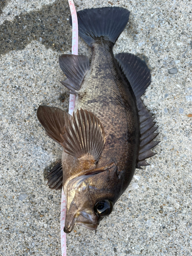 メバルの釣果