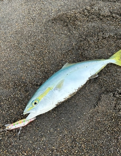 ワカシの釣果