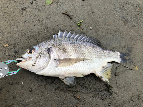 キビレの釣果