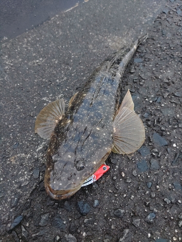 マゴチの釣果