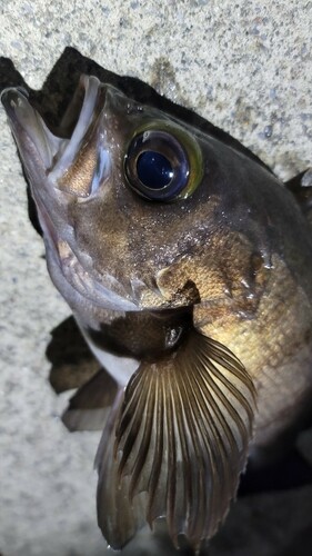 メバルの釣果