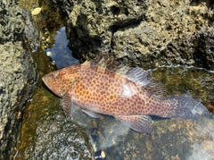 オオモンハタの釣果