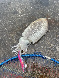 シリヤケイカの釣果