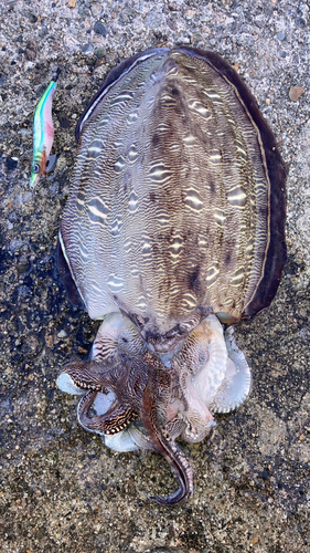 モンゴウイカの釣果