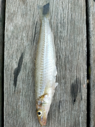 キスの釣果