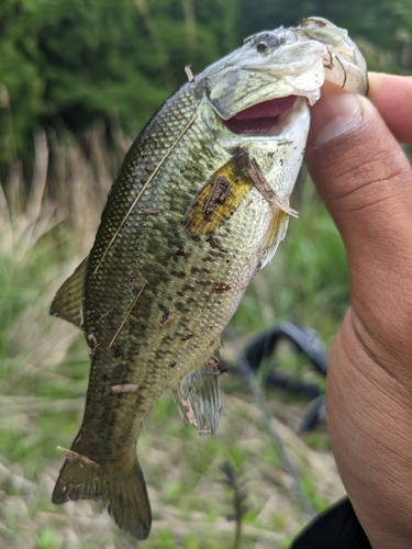 ブラックバスの釣果