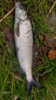 ウグイの釣果