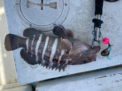 マハタの釣果