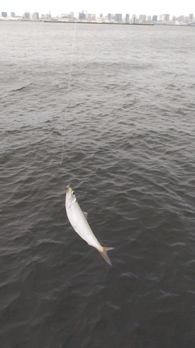 サッパの釣果