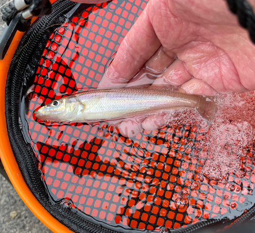 キスの釣果