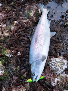 サクラマスの釣果