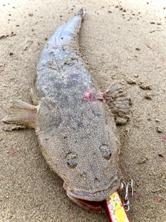 マゴチの釣果