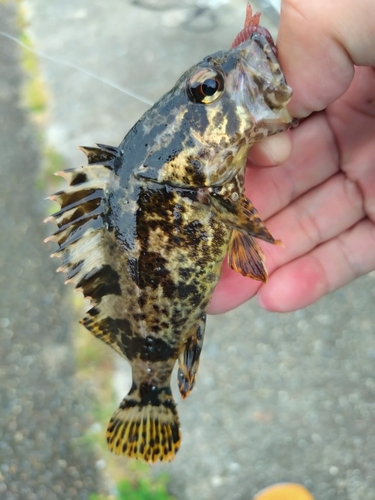 タケノコメバルの釣果