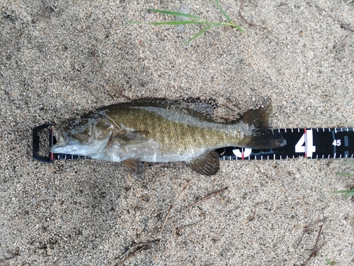 スモールマウスバスの釣果