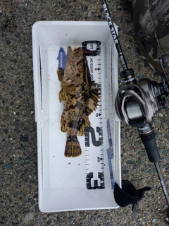 タケノコメバルの釣果