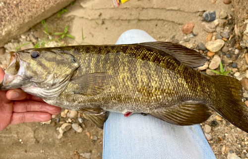 スモールマウスバスの釣果