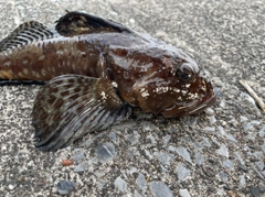 カジカの釣果