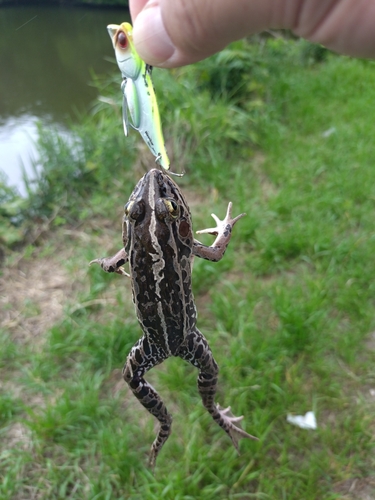 タケノコメバルの釣果