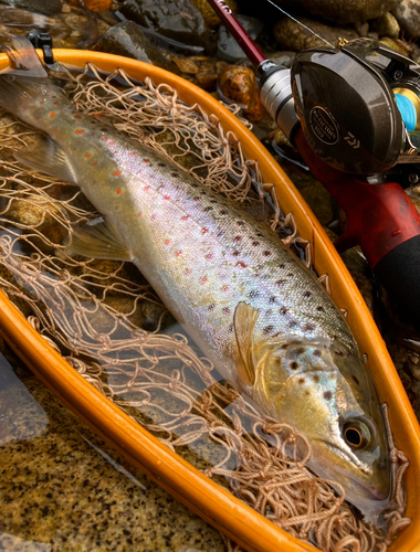 ブラウントラウトの釣果