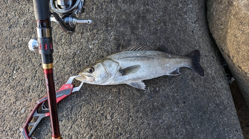 スズキの釣果