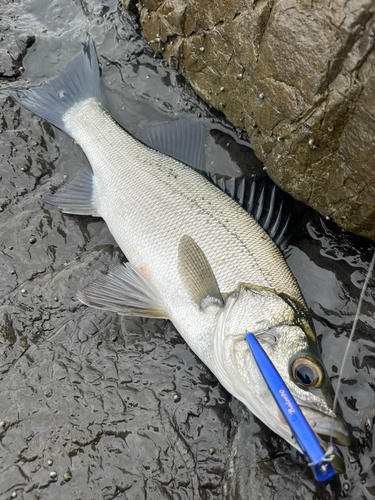 ヒラスズキの釣果