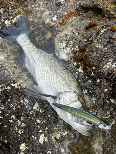 ヒラスズキの釣果