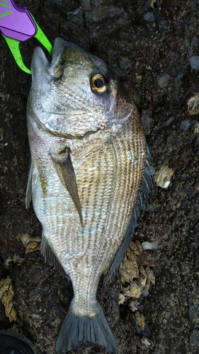 ヘダイの釣果