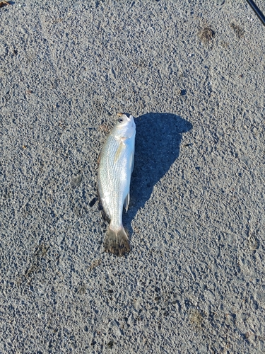 ニベの釣果