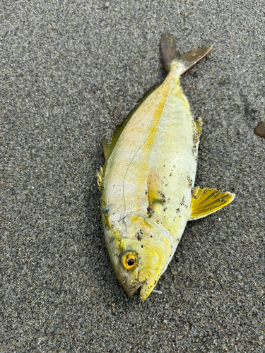 ショゴの釣果