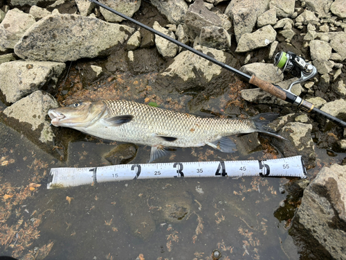 ニゴイの釣果