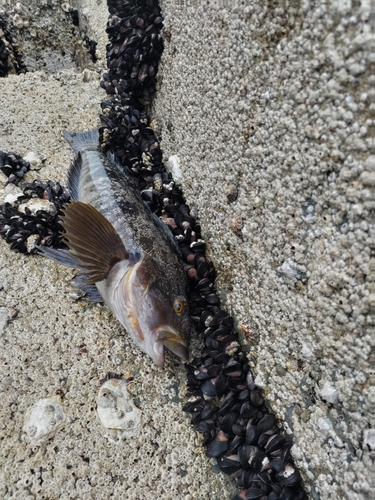 アイナメの釣果